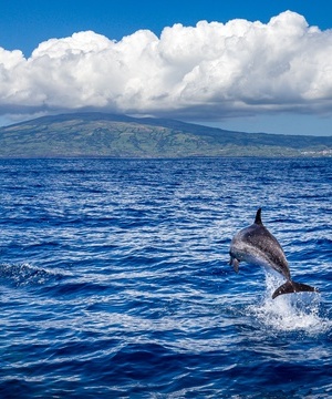 Autoridade de Gestão vai coordenar proteção das áreas marinhas nos Açores